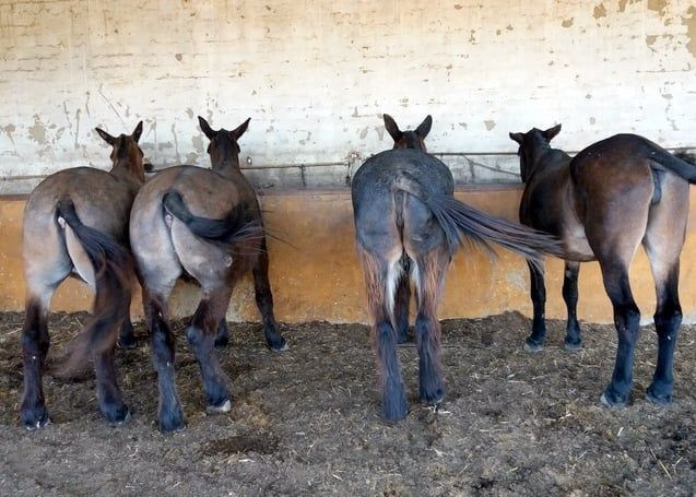 muleros